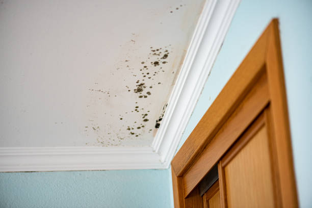 Best Local Mold Removal Service  in Berly, MO