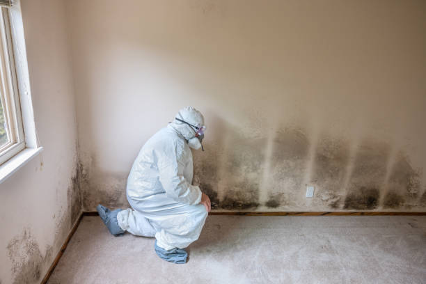 Trusted Moberly, MO Mold Removal Experts