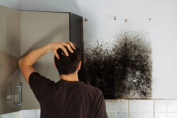 Best Mold Damage Repair  in Berly, MO